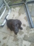 Joey